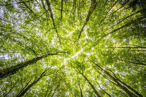 Ecosia is a search engine that helps nature.