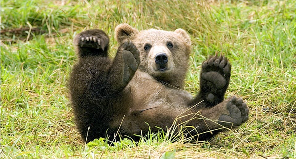 Wojtek, soldier bear